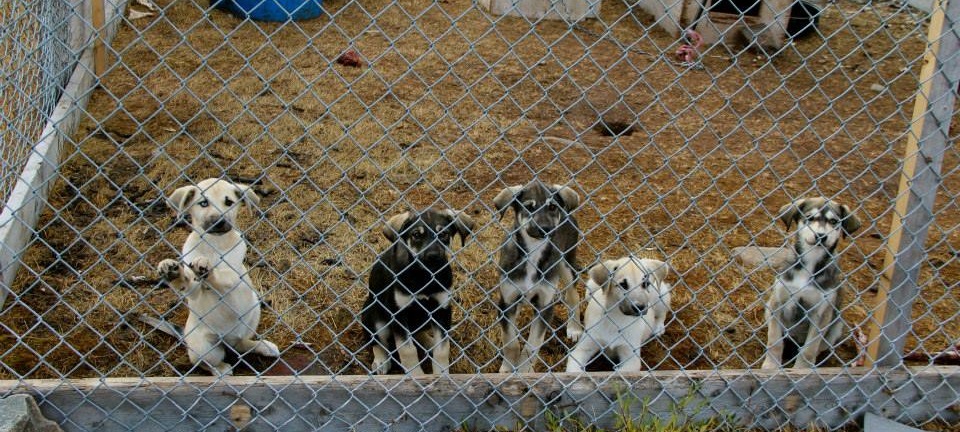 Donate - Canadian Animal Assistance Team Donate - Canadian Animal Assistance Team