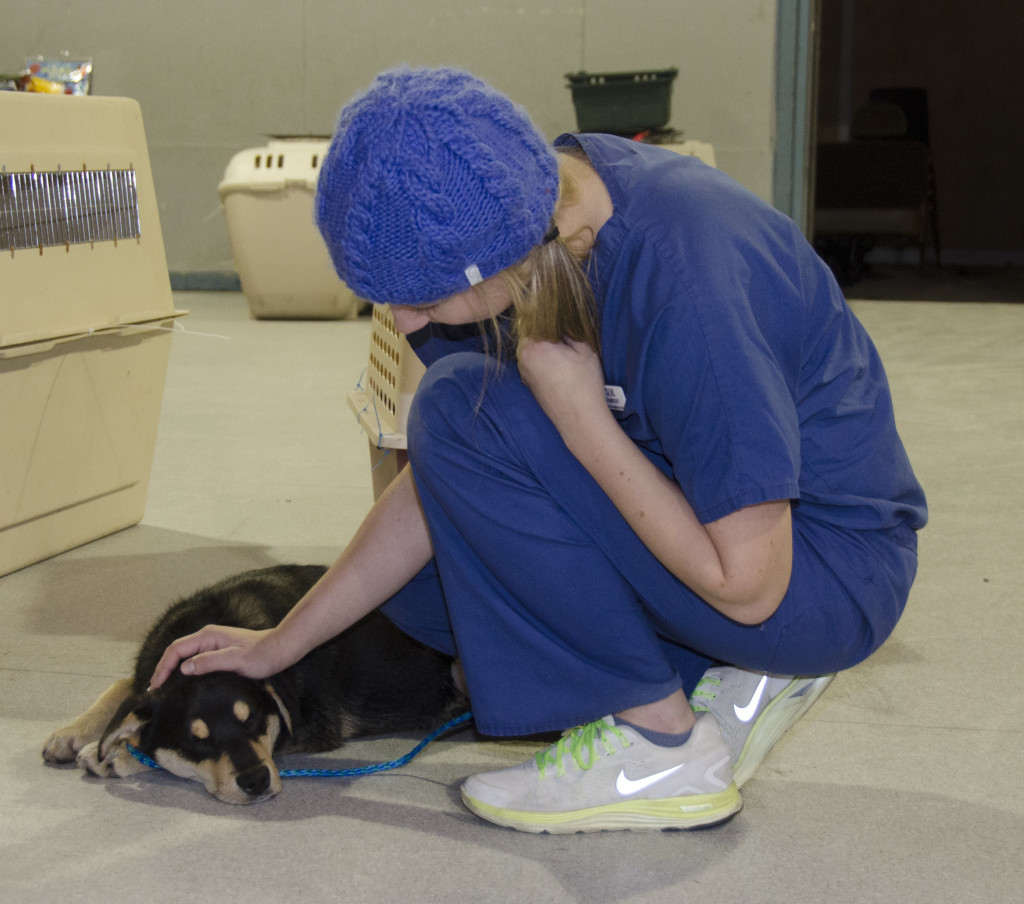 Animal Health Care Projects - Canadian Animal Assistance Team Animal Health Care Projects - Canadian Animal Assistance Team