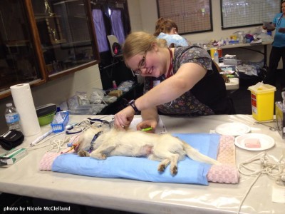 =Rose injects a microchip into one of our smaller, snoozing patients at Fort St. James last June.