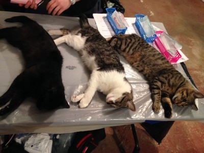 neuter train