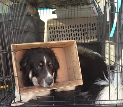 Askim is a dedicated incision licker. We didn’t have a large cone of shame for him so we had to make do with supplies on hand. It’s not clear that he appreciated our ingenuity.