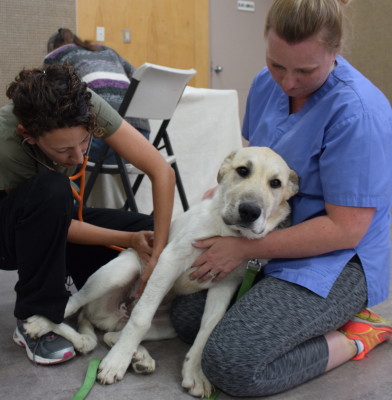 Such a good boy for his pre-surgery exam.