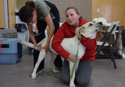 Jackie and Michelle give Joker his “pre-med” injection. Once the sedative and painkiller take effect, they can prep him for surgery.