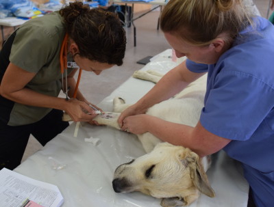 Joker doesn’t even notice that Jackie is inserting a catheter in his leg. The vet techs will administer IV anesthesia through the catheter, and it provides access in the event that an emergency requires IV drugs.