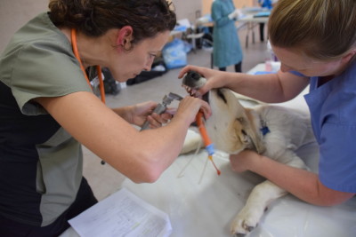 With the help of the light, Jackie is able to insert an e-tube in Joker’s throat to guarantee an open airway while he is under anesthesia.