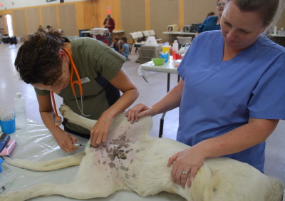 Thank goodness for the pre-med! Joker receives a line block injection into his testicles. Use of this local anesthetic permits us to use less general anesthetic, which is always safer.