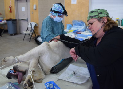 Joan operates on Joker while Julie monitors his anesthesia and vitals.