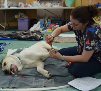 Nicole gives Joker full service in Recovery: vaccinations, monitoring and even a pedicure.
