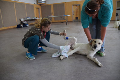 There is no dignity on neuter day. Most of our patients at the CAAT clinics are pretty good about not licking the incision sites. Not Joker. He was very determined so we sprayed him with a bitter tasting solution to deter the licking and avoid irritating the incision.