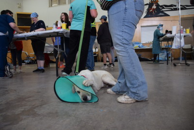 Poor, sad, little boo is really not a fan of the cone.