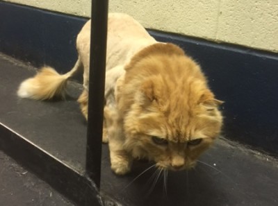 Lily is a 15-year-old kitty with a very patient disposition. She remained calm while we shaved her to remove irreparable mats, and she was rewarded with a fabulous new lion cut. So stylish.