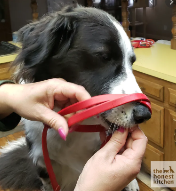 2 dogs 'quilled' by porcupine at off-leash area in Draper