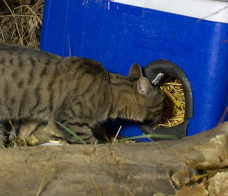 Build an Emergency Cold-Weather Shelter for Stray or Feral Cats