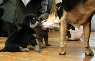 how soon can puppies leave their mom