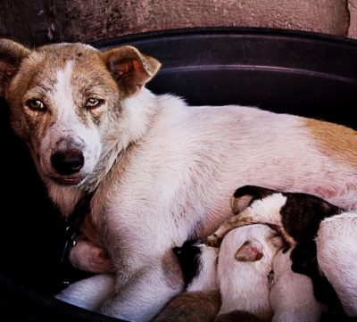 How Soon Can A Puppy Leave Its Mother