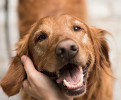 Tips for Happier Outdoor Dogs – CAAT Community Corner