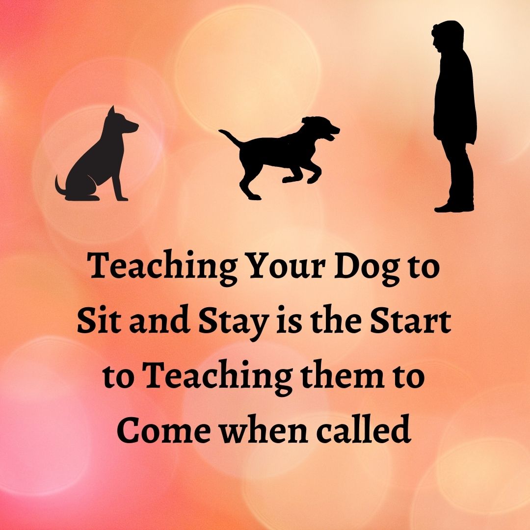 Teaching Your Dog To Come When Called Teaching Your Dog To Come When Called