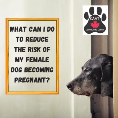 Reducing the Risk of Pregnancy in your Dog…  CAAT Community Corner