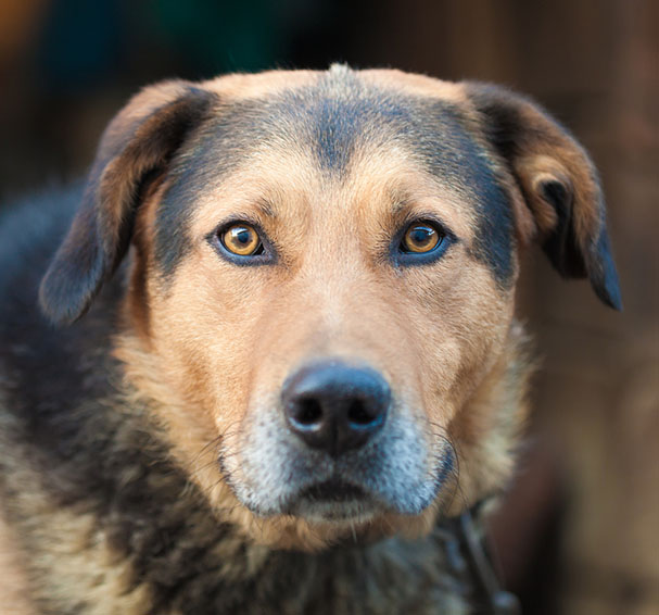 Picture of What Does It Mean When A Dog Stares At You